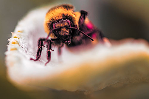 Red Belted Bumble Bee Crawling Flower Petal Edge (Red Tint Photo)