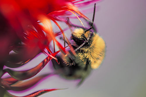 Red Belted Bumble Bee Hanging Onto Thistle Flower (Red Tint Photo)