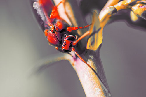 Red Wasp Crawling Down Flower Stem (Red Tint Photo)
