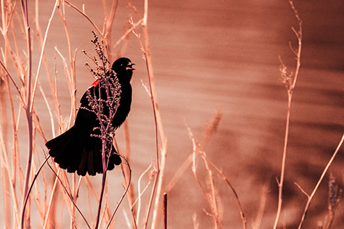 Red Winged Blackbird Chirping From Plant Top (Red Tint Photo)