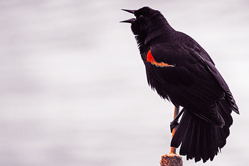 Red Winged Blackbird Singing Atop Cattail Branch (Red Tint)