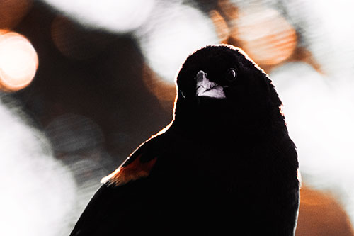 Red Winged Blackbird Tilting Head Among Sunlight (Red Tint Photo)