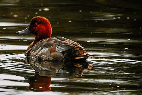 Redhead Duck Floating Atop Lake Water (Red Tint Photo)