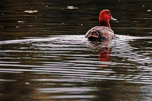 Redhead Duck Swimming Across Water (Red Tint Photo)