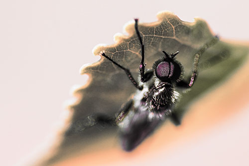 Resting March Fly Seeks Shade Beneath Leaf Petal (Red Tint)