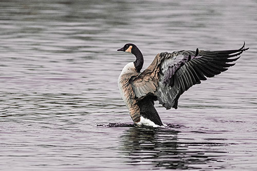 Rising Canadian Goose Spreading Wings Among Lake Top (Red Tint)