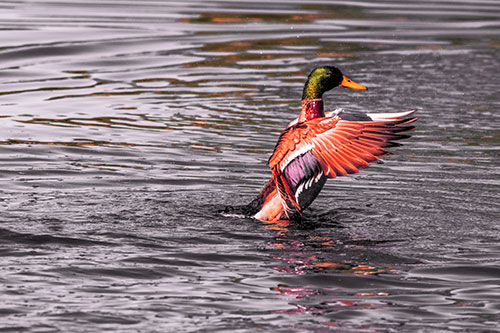 Rising Mallard Duck Flapping Wings Among Rippling Water (Red Tint)