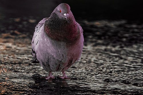 River Standing Pigeon Watching Ahead (Red Tint Photo)