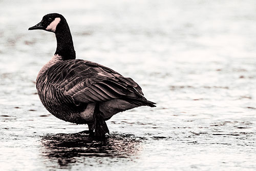 River Walking Canadian Goose (Red Tint Photo)