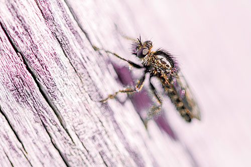 Robber Fly Perched Along Sloping Tree Stump (Red Tint Photo)