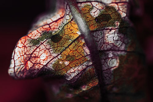 Rotting Veined Leaf Stem Face (Red Tint Photo)