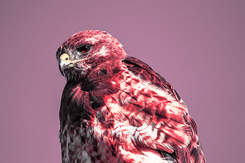 Rough Legged Hawk Keeping An Eye Out (Red Tint Photo)