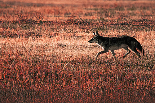 Running Coyote Hunting Among Grass Prairie (Red Tint Photo)