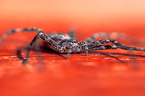 Running Crab Spider Resting Among Bench (Red Tint)