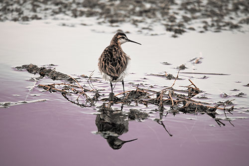 Sandpiper Bird Perched On Floating Lake Stick (Red Tint Photo)