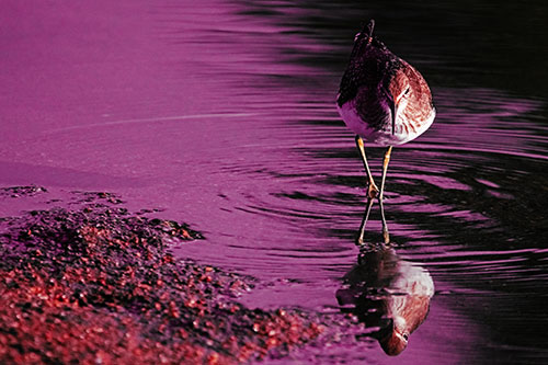 Sandpiper Watching Water Rippling Among Shoreline (Red Tint)