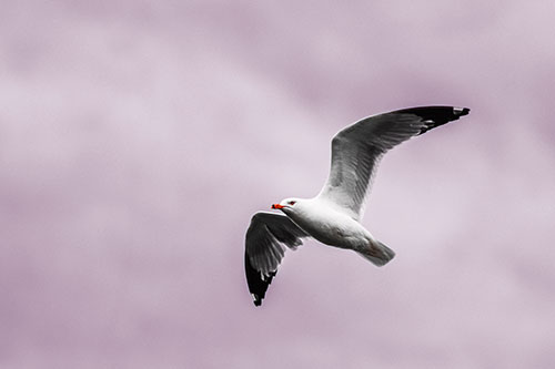 Seagull Flying Among Cloudy Overcast Sky (Red Tint)