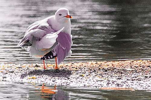 Seagull Grooming Itself Among Lake Shore (Red Tint)