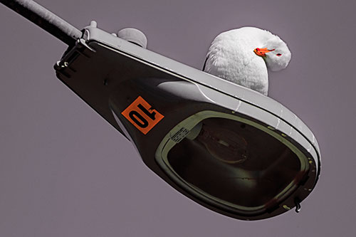 Seagull Grooming Self Atop Street Light Pole (Red Tint)