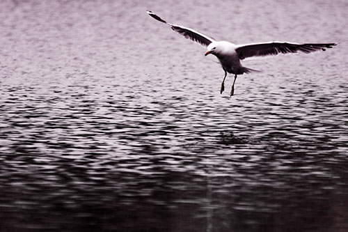 Seagull Landing On Lake Water (Red Tint Photo)