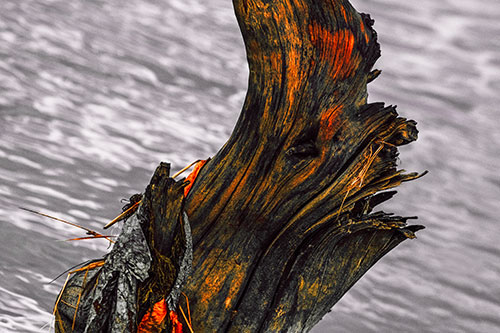 Seasick Faced Tree Log Among Flowing River (Red Tint Photo)