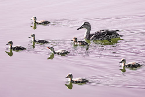 Seven Mallard Ducklings Swimming With Mother (Red Tint)