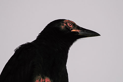 Shaded Crow Gazing Towards Sunlight (Red Tint)
