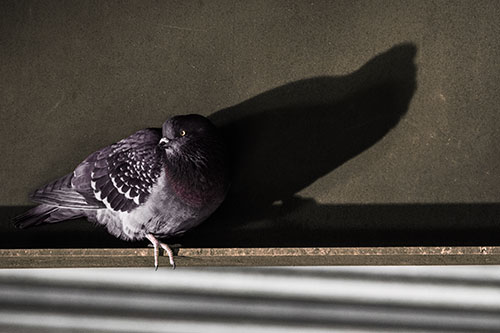 Shadow Casting Pigeon Looking Towards Light (Red Tint Photo)
