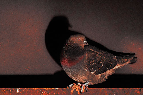 Shadow Casting Pigeon Perched Among Steel Beam (Red Tint)