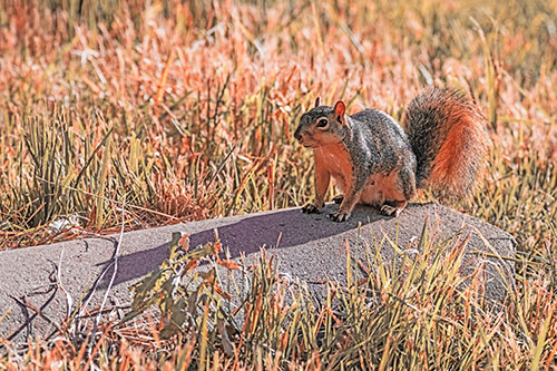 Shadow Casting Squirrel Sitting Atop Concrete Drain (Red Tint)