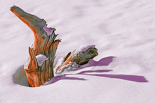 Shadow Casting Tree Trunk Waving Among Snow (Red Tint)