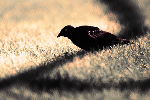 Shadow Standing Grackle Bird Leaning Forward On Grass (Red Tint Photo)