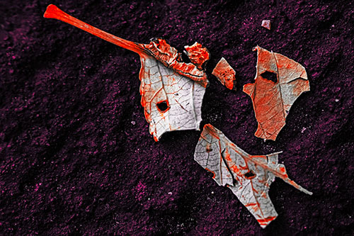 Shattered Leaf Face Separating Atop Pavement (Red Tint)