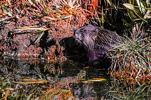 Shy Muskrat Sits Among Shallow Stream (Red Tint)