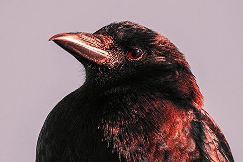Side Glancing Crow Among Sunlight (Red Tint Photo)
