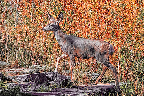 Side Glancing Mule Deer Walking Up Stepping Stones (Red Tint)