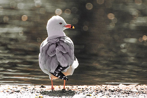 Sideways Glancing Seagull Observing Lake Surroundings (Red Tint)