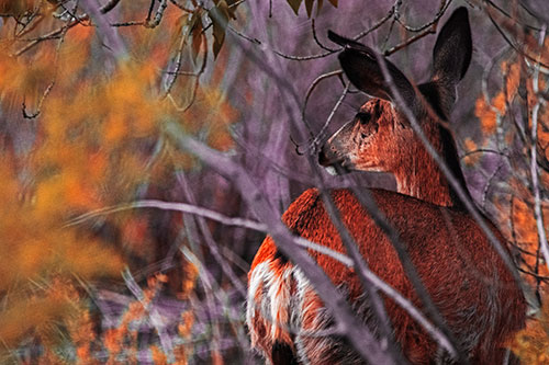 Sideways Glancing White Tailed Deer Beyond Tree Branches (Red Tint Photo)