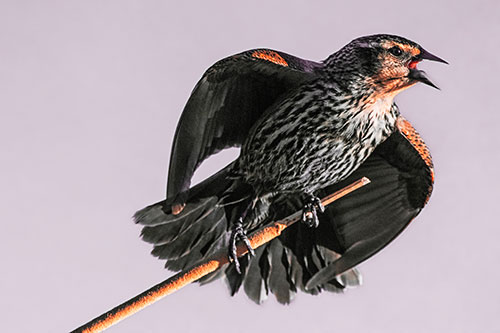 Singing Female Red Winged Blackbird Gripping Broken Cattail (Red Tint)