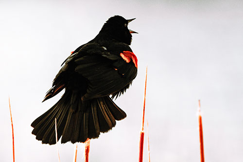 Singing Red Winged Blackbird Atop Cattail Branch (Red Tint Photo)