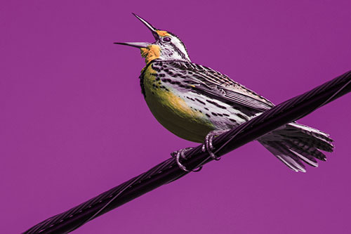 Singing Western Meadowlark Perched Atop Powerline Wire (Red Tint Photo)