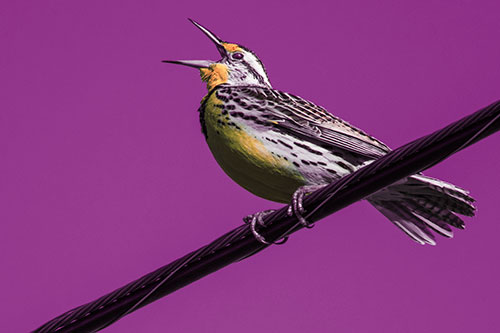 Singing Western Meadowlark Perched Atop Powerline Wire (Red Tint)