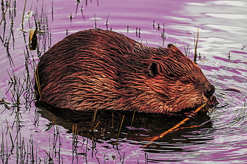 Sitting Beaver Nibbles Branch Along Shallow Rivershore (Red Tint)