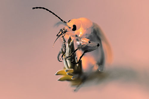 Sitting Blister Beetle Riding Plant Top (Red Tint)