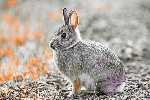 Sitting Bunny Rabbit Perched Beside Grass Blade (Red Tint Photo)