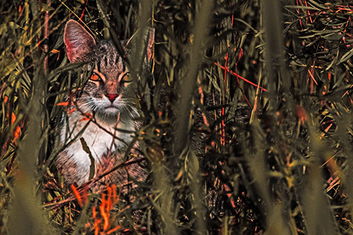 Sitting Cat Gazes Through Reed Grass (Red Tint)