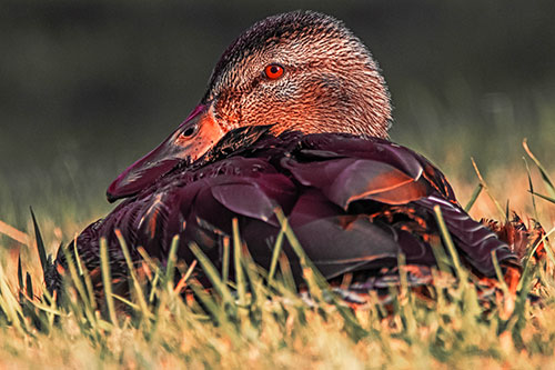 Sitting Mallard Duck Resting Among Grass (Red Tint Photo)