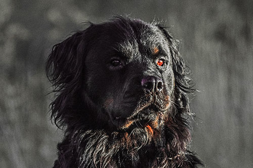 Sitting Rottweiler Dog Poses Among Sunrise (Red Tint)