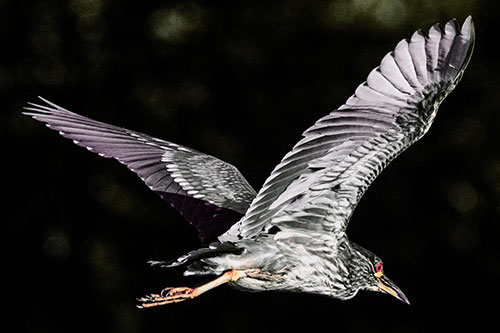 Skittish Black Crowned Night Heron Flying Towards Seclusion (Red Tint)