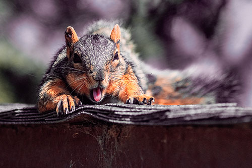 Sleepy Squirrel Yawning Among Rooftop (Red Tint)